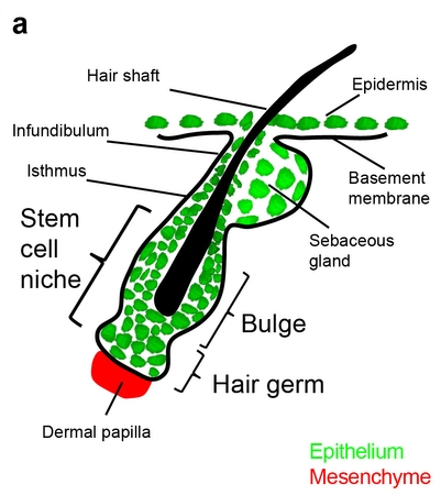 the mouse hair follicle niche