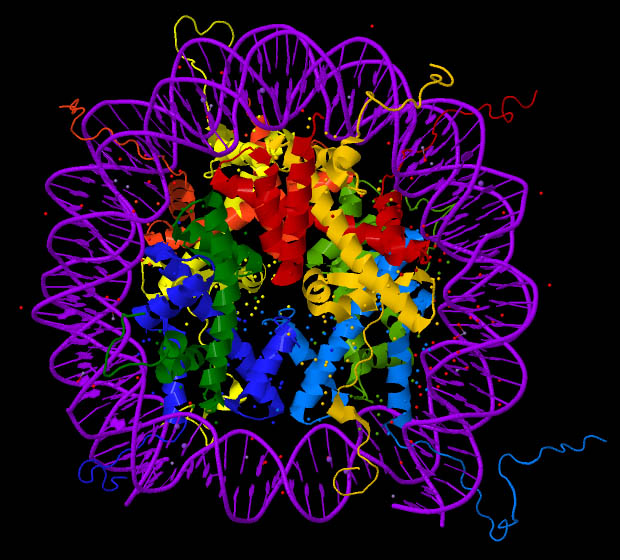 ribbon representation of nucleosome structure