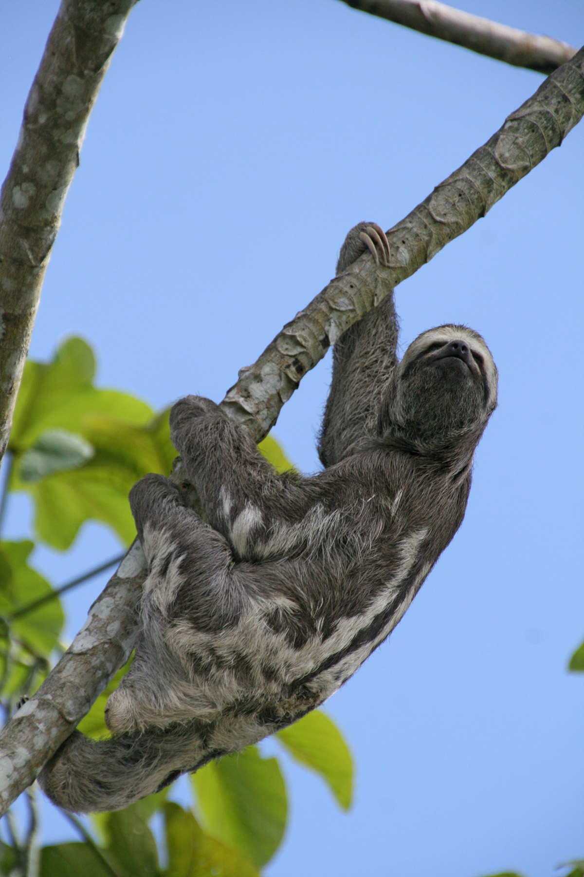 sloth holding on to a tree branch